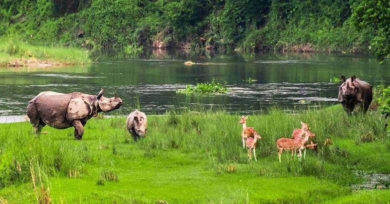 UNCOVER THE WILDERNESS: CHITWAN NATIONAL PARK TOUR
