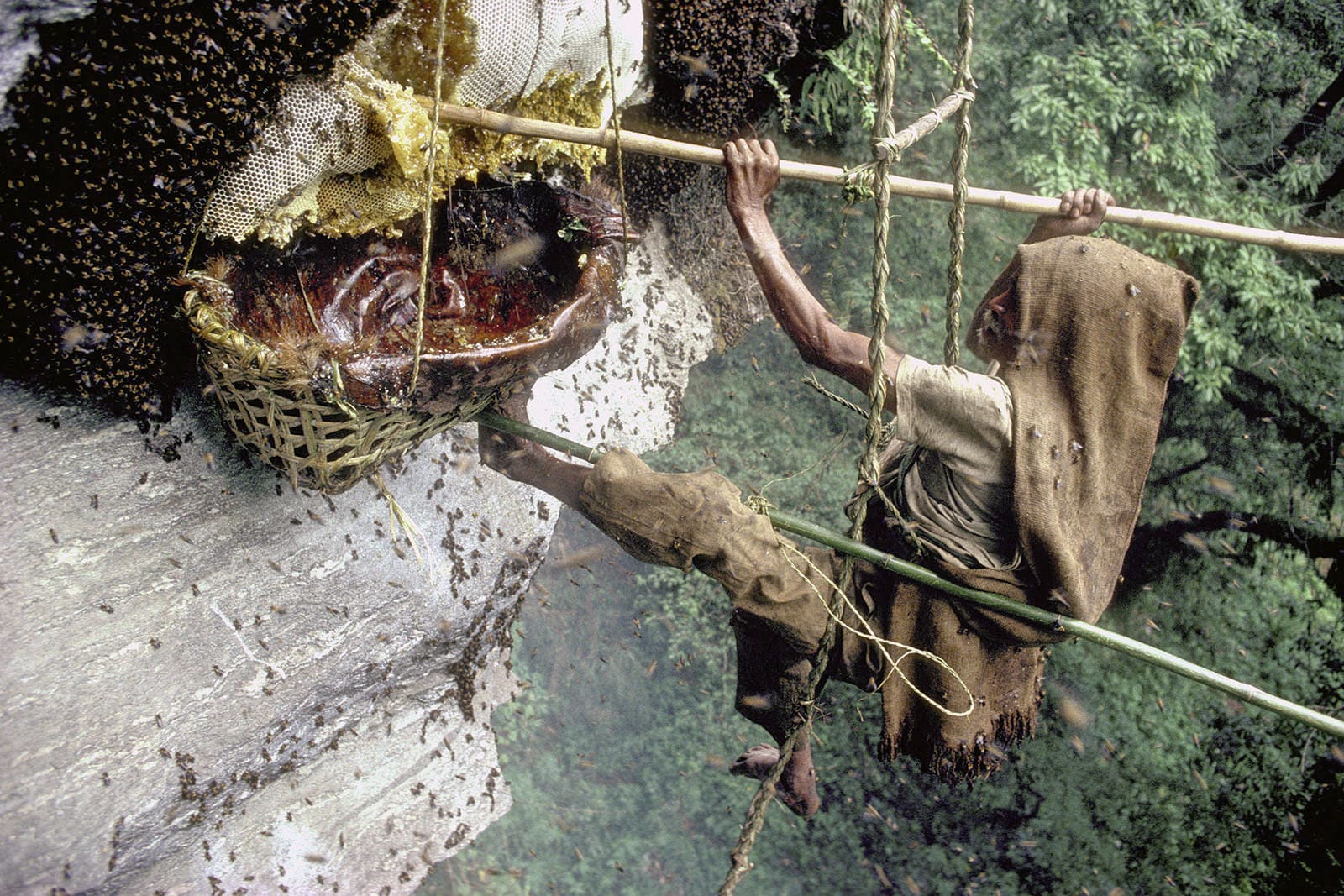 honey hunting expedition is carried on bamboo stairs