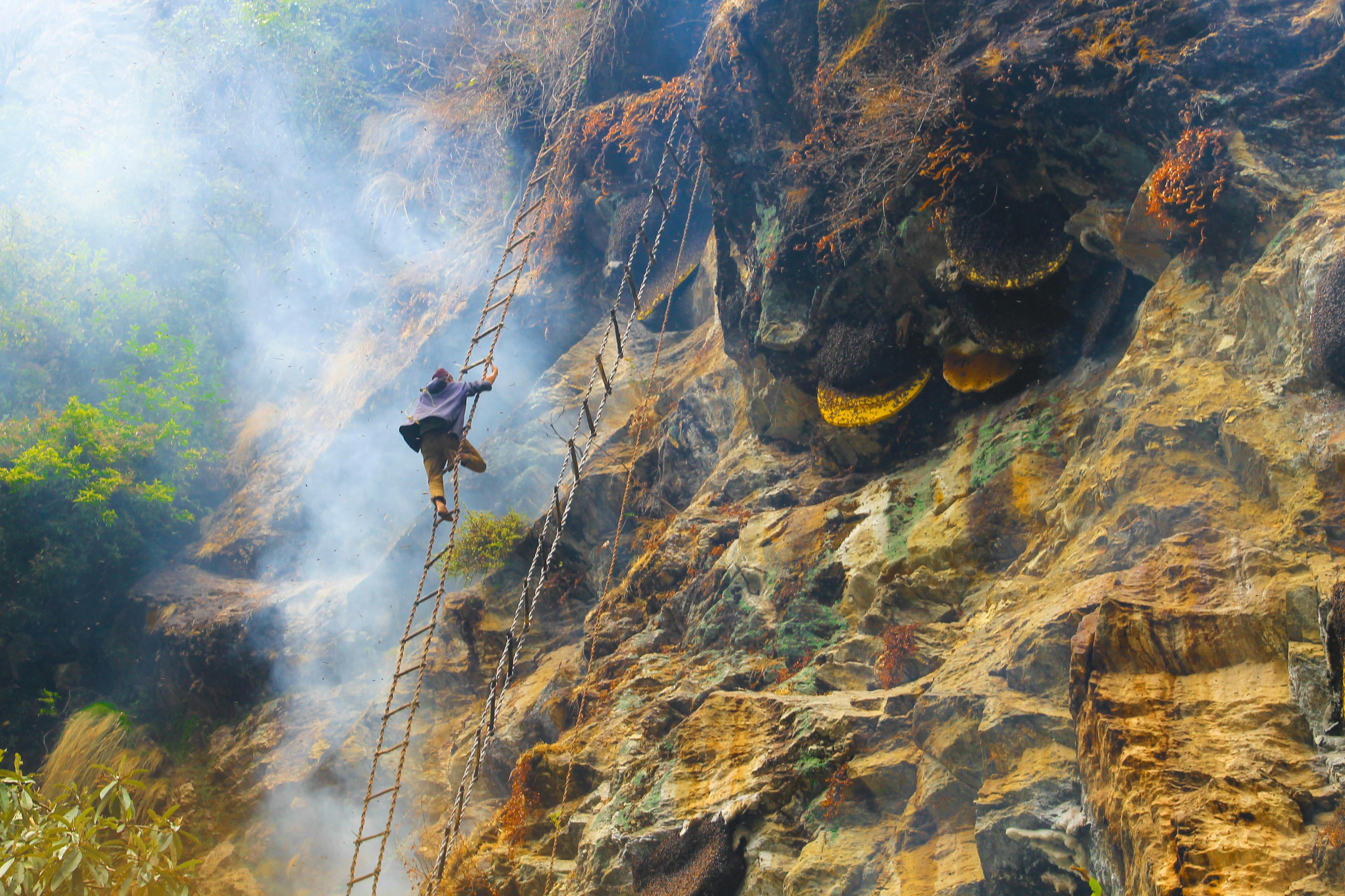 honey hunting expedition in nepal requires courage and determination