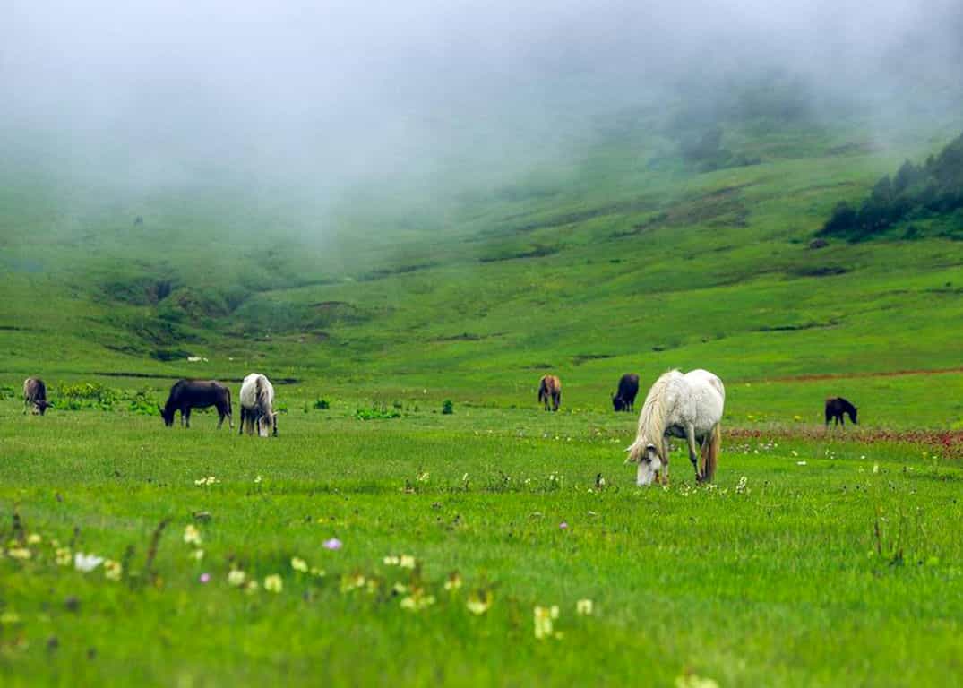 dhorpatan hunting reserve trek is full of wildlife
