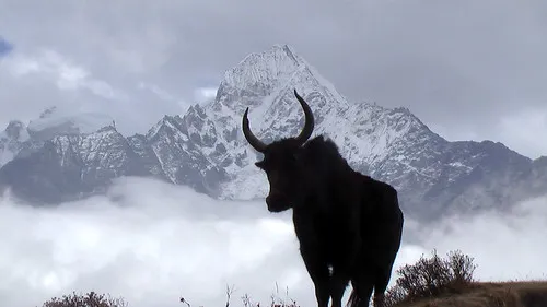try and choose well known treks for independent trekking in nepal