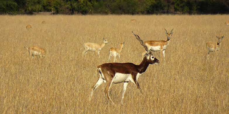 krishnasaar conservation is a blackbuck protection conservation areas of nepal