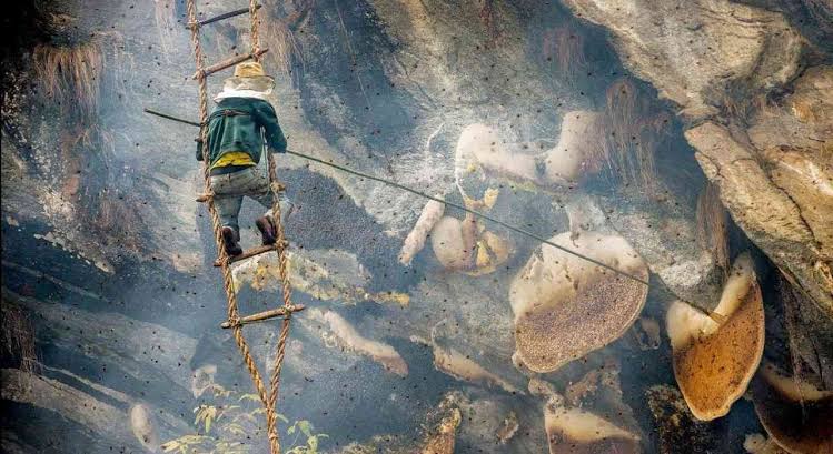 honey hunting in nepal is favorable during spring and autumn