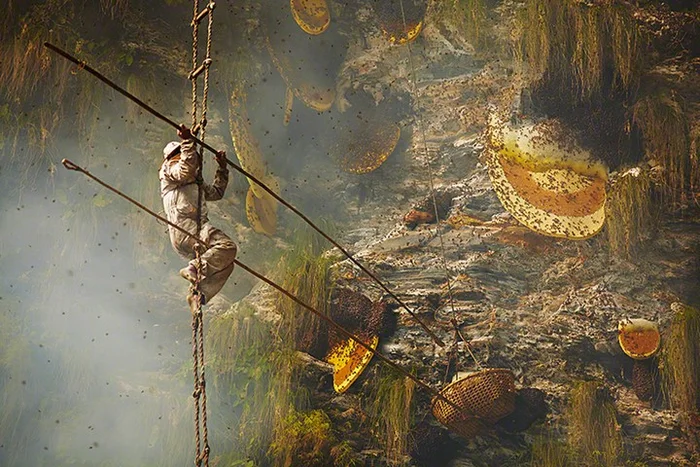 honey hunting in nepal is an adventerous activity