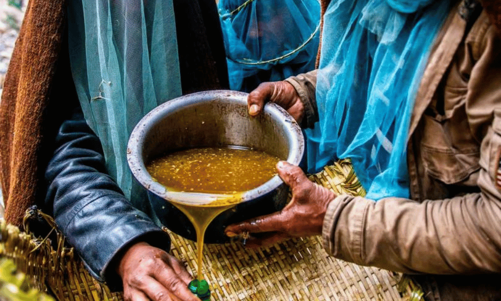 honey hunting in nepal is done in mountainous region